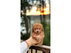 Poodle Toy-İstanbulTOY GARANTİLİ ERK..