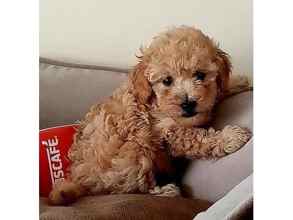Poodle Toy-İstanbul-box-26747