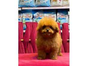 Poodle Toy-İstanbulKORE POODLE BEBEK..