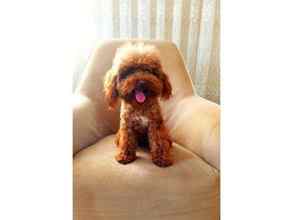 Poodle Toy-İstanbulORJİNAL TÜY DÖKME..