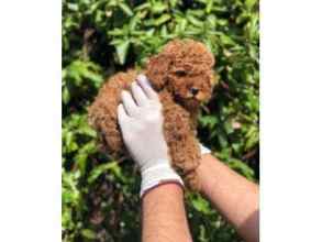 Poodle Toy-İstanbul-box-26761