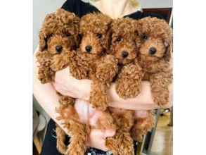 Poodle Toy-İstanbulORJİNAL TOY POODL..