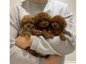 Poodle Toy-İstanbulREDBROWN TOYPOODL..