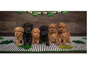 Poodle Toy-İstanbulBİZE SORMADAN TOY..