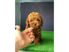 DİŞİ TOY POODLE Y..