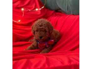 SAFKAN TOY POODLE..