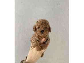 TOY POODLE YAVRUL..