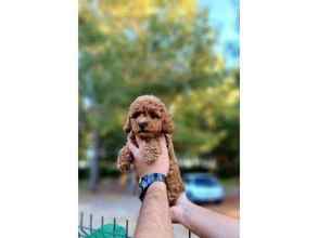 Poodle Toy-İstanbulA KALİTE HİPOALER..