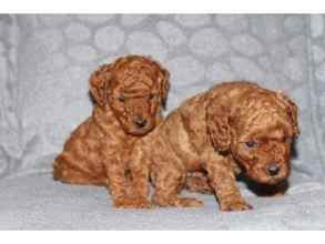 Poodle Toy-İstanbulTOY POODLE YAVRUL..