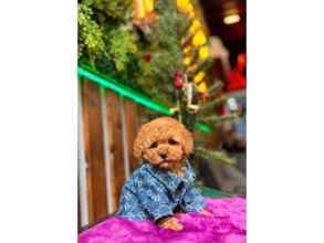 MİNİ TOY POODLE Y...