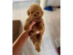 TOY POODLE RED YA...