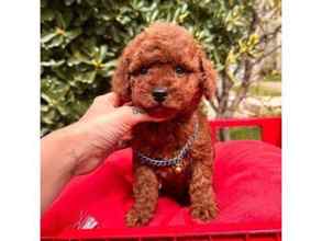 SAFKAN TOY POODLE..