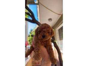 Poodle Toy-İstanbulDİŞİ RED TOY POOD..