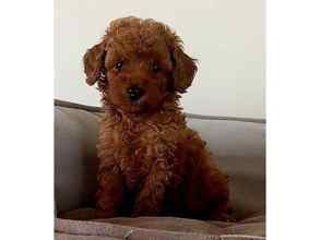 TOY POODLE BEBEKL...