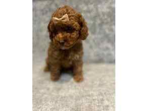 Poodle Toy-İstanbulPOODLE KÖPEK YAVR..