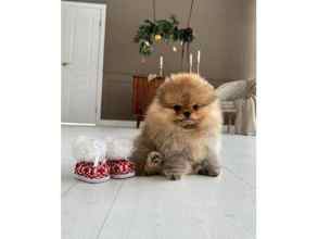 Poodle Toy-İstanbulAYI SURAT GARANTİ..