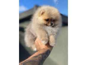 Pomeranian-İstanbulORİJİNAL POMERANİ..