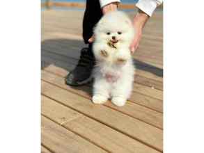 Pomeranian-İstanbulPOMERANİAN BOO TE..