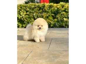 Pomeranian-İstanbulPOMERANİAN BOO YA..