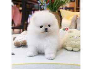 Pomeranian-İstanbulPOMERANİAN BOO BE..