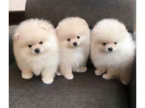 Pomeranian-İstanbulORJİNAL POMERANİA..