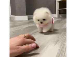 Pomeranian-İstanbulPOMERANİAN BOO YA..