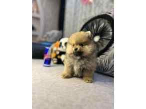 Pomeranian-İstanbulTEACUP POMERANİAN..