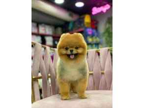 POMERANİAN BOO...