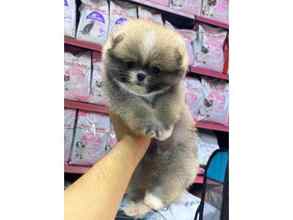 POMERANİAN BOO..