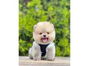 Pomeranian-İstanbulSAFKAN POMERANİAN..