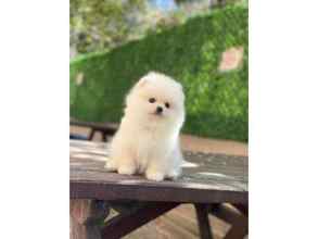 Pomeranian-İstanbulCARAMEL YAVRUMUZ ..