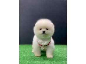 Pomeranian-İstanbulSHOW KALİTE POMER..