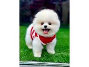 Pomeranian-İstanbulAYI SURAT POMERAN..