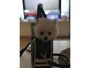 Pomeranian-İstanbulPOMERANİAN CİNS 5..