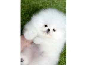 Pomeranian-İstanbulMUKEMMEL POMERANİ..