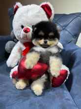 Pomeranian-İstanbulPomeranian boo..