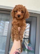 Poodle Toy-İstanbulSon kalan muhteşe..