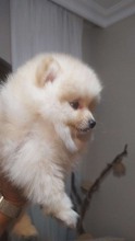 Pomeranian-Ankara2,5 AYLIK YAVRULA..