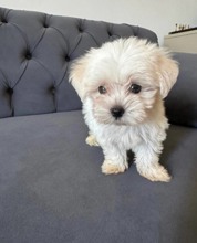 Terrier Maltese-İstanbul2 aylık köpüşümüz..