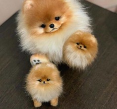 Pomeranian-İstanbulPOMERİAN YAVRULAR..