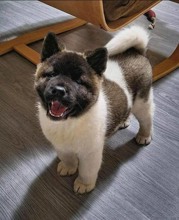 Akita Inu-İstanbulAMERİKAN AKİTA YA..