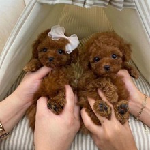 TOY POODLE YAVRUL...