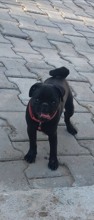 Pug-AydınPUG YAVRUSU 3 AYL..