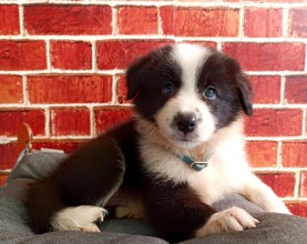 Border Collie-BursaMuhteşem Border C..