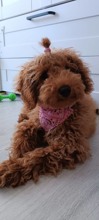 Dişi toy Poodle ..