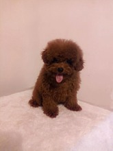 Poodle Toy-İstanbulKISA KUYRUK GERÇE..