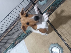 Jack Russell-Yavru köpek Asya ...