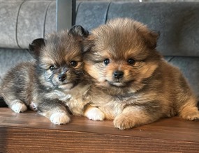 3 aylik pomerania..