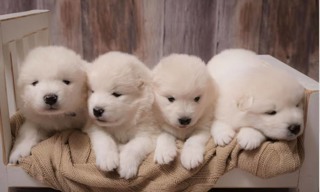 Samoyed-İzmirSahibinden Samoye..