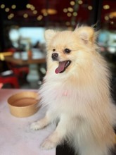 Pomeranian-İzmirPomeranian spitz ..